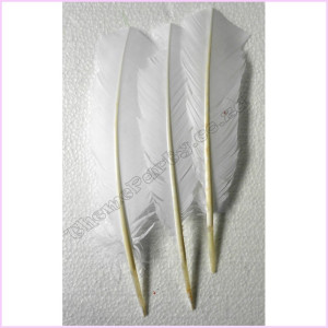 Feathers 30cm Pkt 3 White